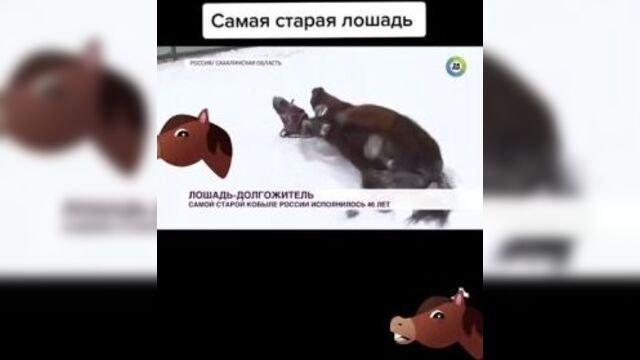 Лошадь