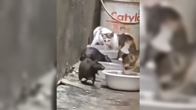 Икс видео