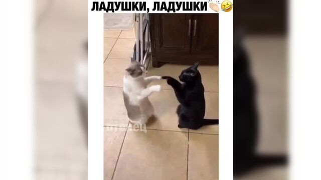 Ладушки