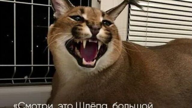 Кот шлепа