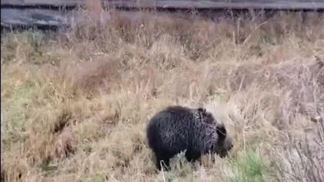 Житель онеги заметил во дворе дома раненого медвежонка