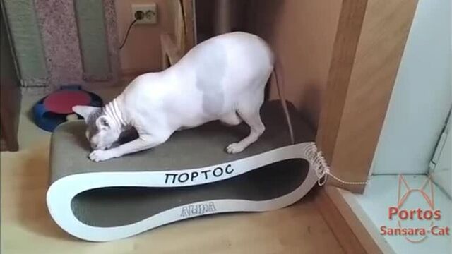 Кот портос