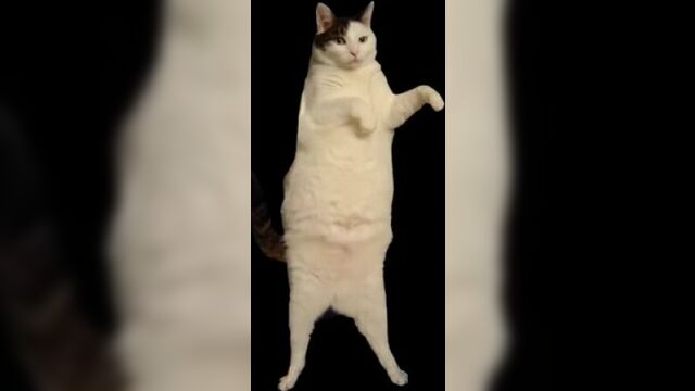 Китти кэт