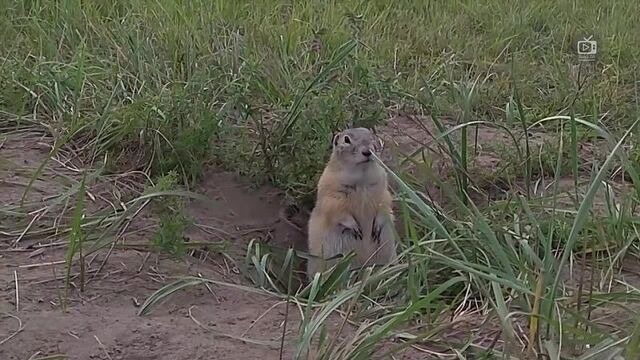 Животные помогают друг другу! 5 удивительных и необычных случаев симбиоза животных!