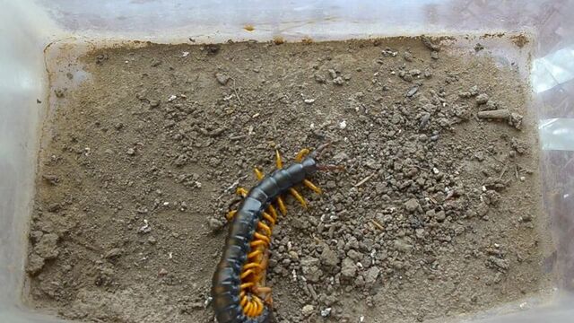 Сколопендра ловит и ест медведку scolopendra catches and eats mole cricket