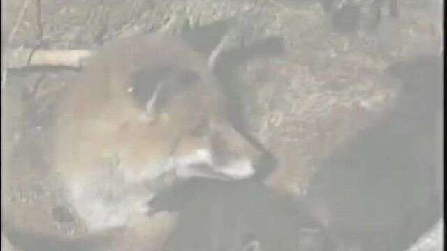 Wild animals - fox